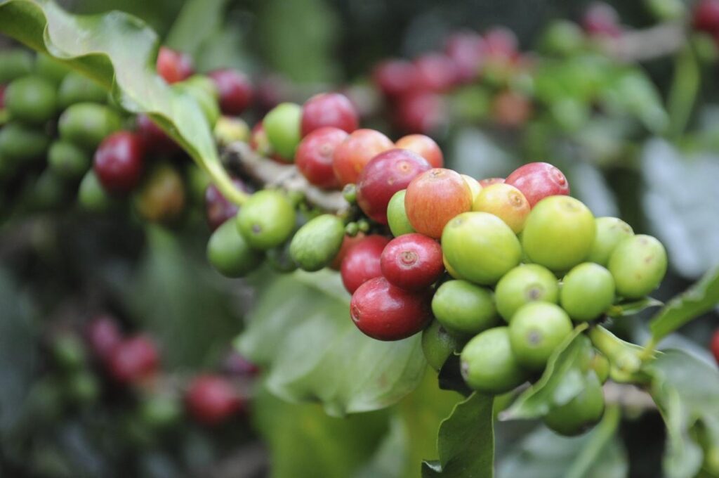 montoring and evaluation tools for measuring coffee farming sustainable agricultural practices.